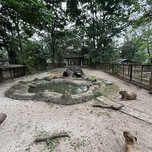 Capybara Exhibit #1