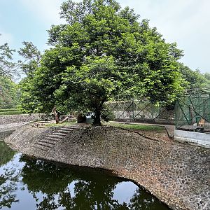Tiger Exhibit #3 - Bengal