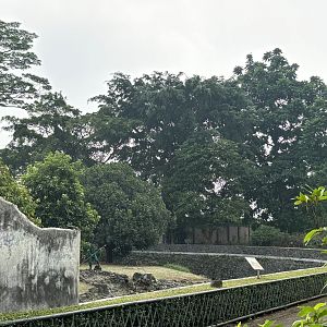 Tiger Exhibit #4 - Bengal
