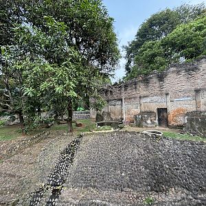 Tiger Exhibit #5 - Sumatran