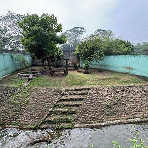 Tiger Exhibit #7 - Sumatran