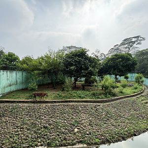 Tiger Exhibit #8 - Sumatran