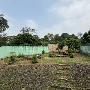 Tiger Exhibit #9 - Sumatran