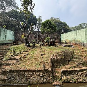 Tiger Exhibit #10 - Sumatran