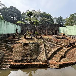 Tiger Exhibit #11 - Sumatran