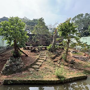 Tiger Exhibit #12 - Sumatran