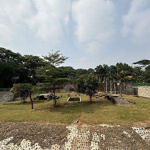 Tiger Exhibit #14 - Bengal