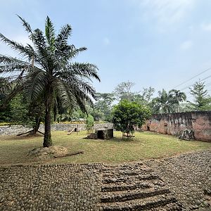 Tiger Exhibit #14 - Bengal