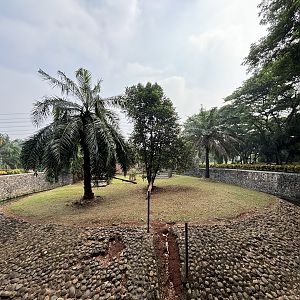 Tiger Exhibit #15 - Bengal