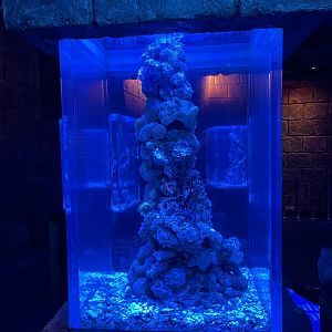 seahorse exhibit (1) - BX Sea