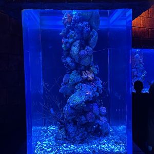 seahorse exhibit (2) - BX Sea