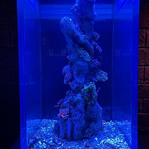 seahorse exhibit (3) - BX Sea