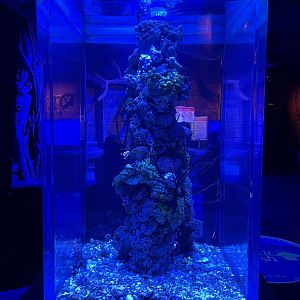 seahorse exhibit (4) - BX Sea