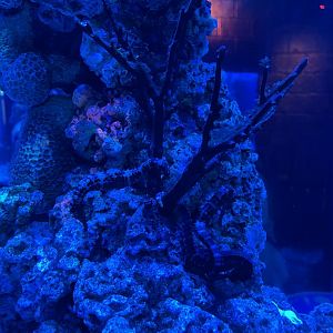 tiger tail seahorse (hippocampus comes) (1) - BX Sea