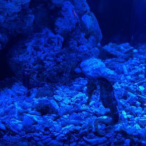 tiger tail seahorse (hippocampus comes) (2) - BX Sea