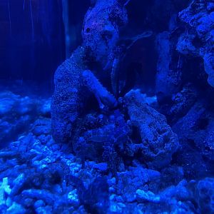 tiger tail seahorse (hippocampus comes) (3) - BX Sea