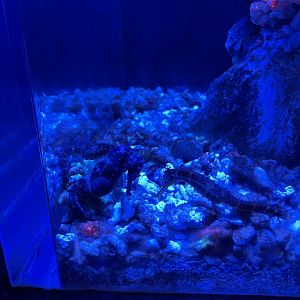 tiger tail seahorse (hippocampus comes) (4) - BX Sea