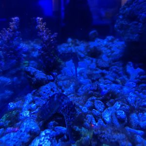 tiger tail seahorse (hipppcampus comes) (5) - BX Sea