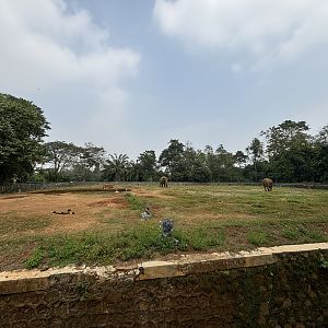 Asian Elephant Exhibit #1