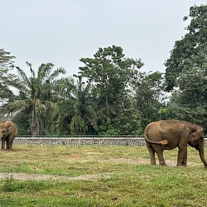 Asian Elephants