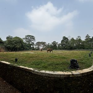 Asian Elephant Exhibit #1