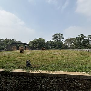 Asian Elephant Exhibit #1