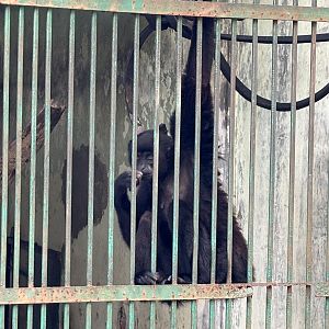 Quarantine Cages - Kloss's Gibbon