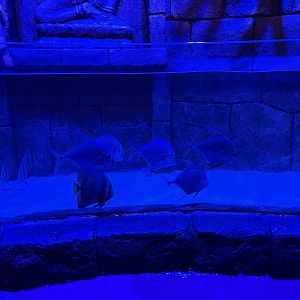 diamond trevallies (alectis indica) & teira batfish (platax teira) - BX Sea