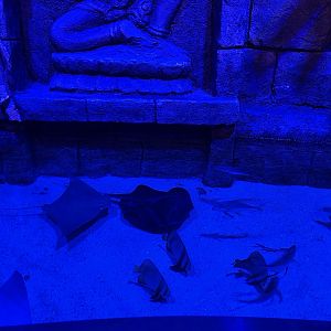 ray pool (view from top) - BX Sea