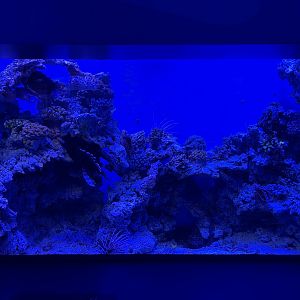 venomous fish aquarium - BX Sea