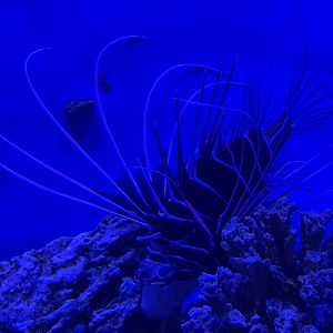 clearfin lionfish (pterois radiata) - BX Sea