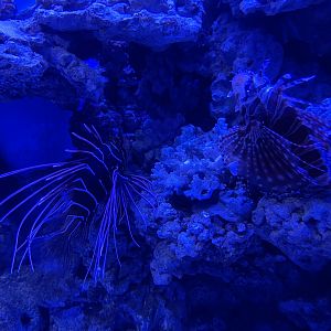 red lionfish (pterois radiata) & clearfin lionfish (pterois radiata) - BX Sea