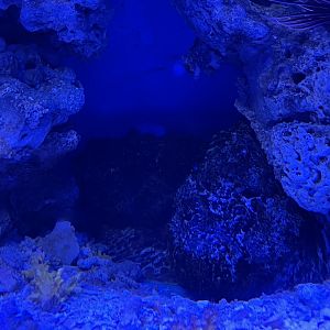 estuarine stonefish (synanceia horrida) - BX Sea