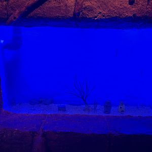garden eel & razorfish aquarium - BX Sea