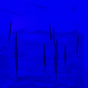 razorfishes (aeoliscus strigatus) (1) - BX Sea