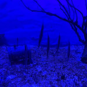 razorfishes (aeoliscus strigatus) (2) - BX Sea