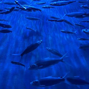 milkfishes (chanos chanos) (1) - BX Sea