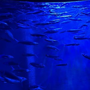 milkfishes (chanos chanos) (2) - BX Sea