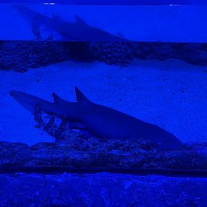 tawny nurse shark (nebrius ferrugineus) & indonesian wobbegong (orectolobus leptolineatus) - BX Sea