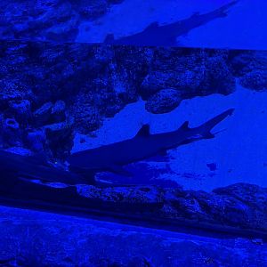 whitetip reef shark (triaenodon obesus) - BX Sea