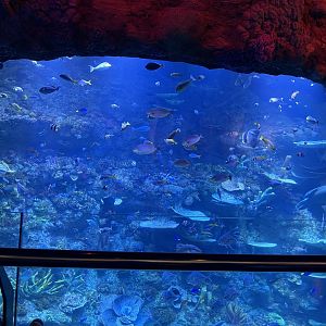 raja ampat exhibit (view from top) - BX Sea