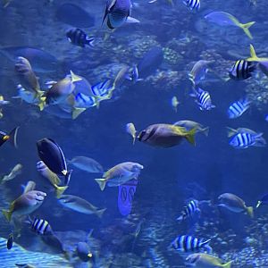 fishes from raja ampat exhibit (1) - BX Sea