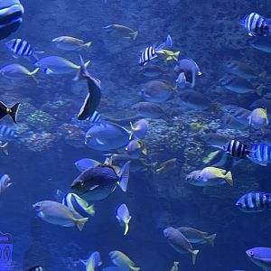 fishes from raja ampat exhibit (2) - BX Sea