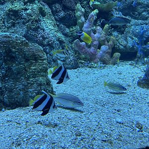 fishes from raja ampat exhibit (3) - BX Sea