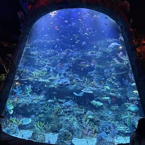 raja ampat exhibit (view from below) - BX Sea