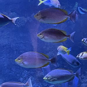 streaked spinefoots (siganus javus) (raja ampat exhibit) - BX Sea