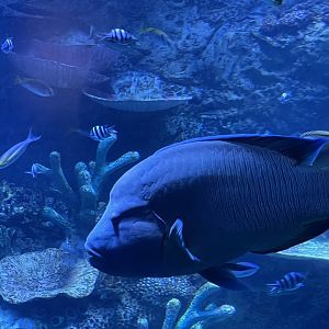humphead wrasse (cheilinus undulatus) - BX Sea