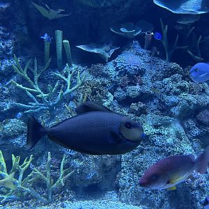 bignose unicornfish (naso vlamingii) - BX Sea