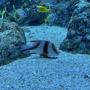 emperor red snapper (lutjanus sebae) (raja ampat exhibit) - BX Sea