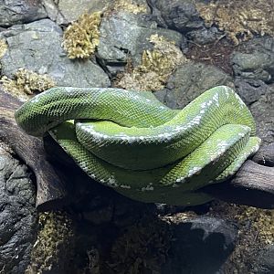 green tree phyton (morelia viridis) - BX Sea